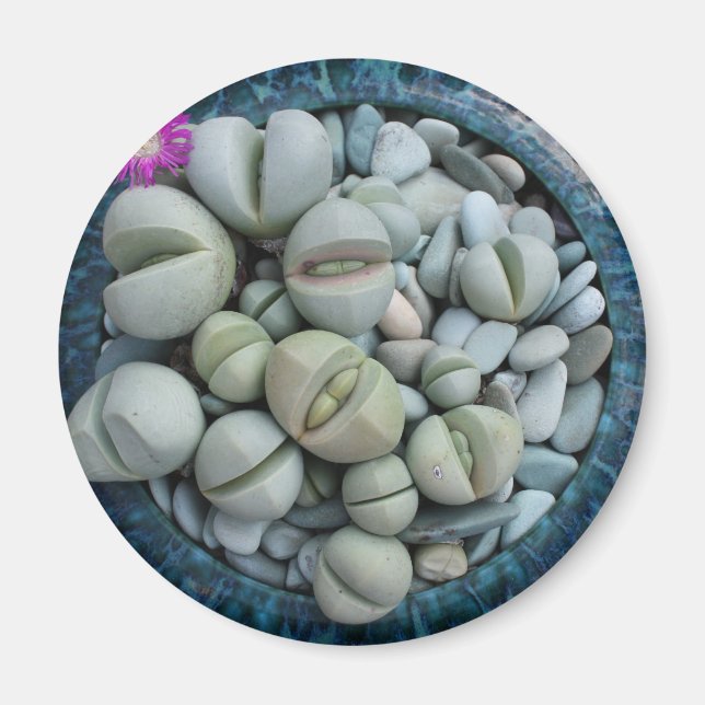 Living rocks magnet (Front)