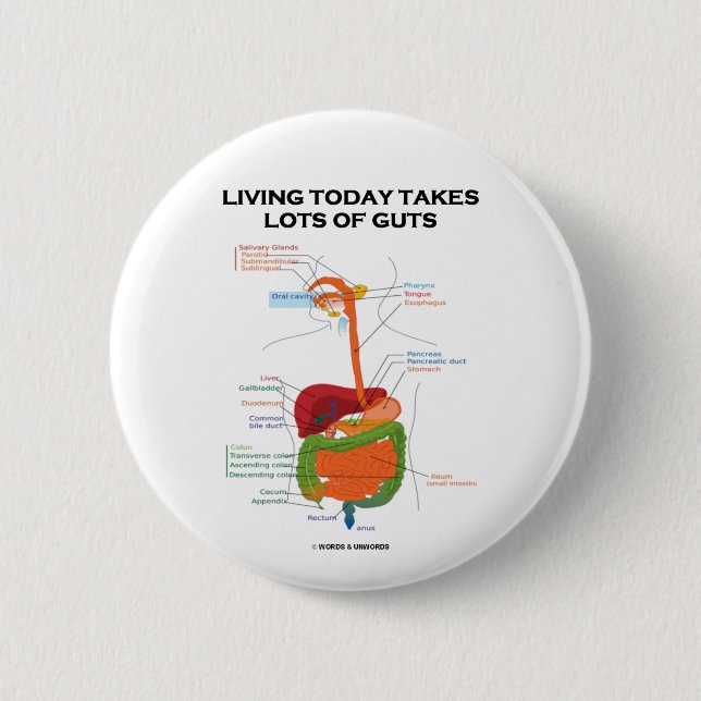 Living Today Takes Lots Of Guts (Digestive System) 6 Cm Round Badge (Front)