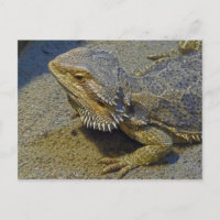 Living Under Fire - Bearded Dragon