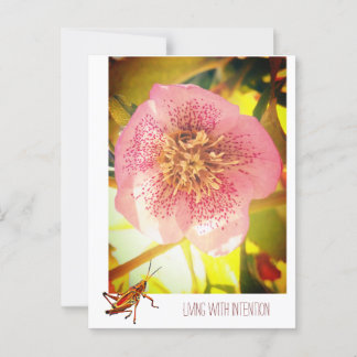 Living with intention. Helleborus (Lenten Rose) Postcard