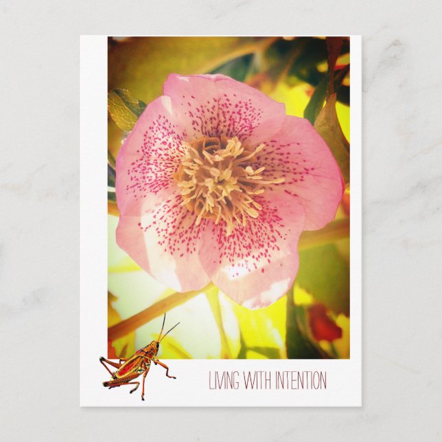 Living with intention. Helleborus (Lenten Rose)  Postcard (Front)