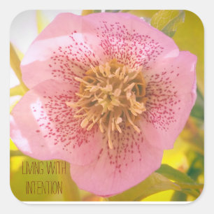 Living with intention. Helleborus (Lenten Rose) Square Sticker