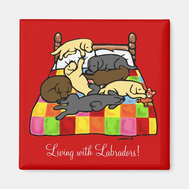 Living with Labradors Cartoon Magnet (Front)