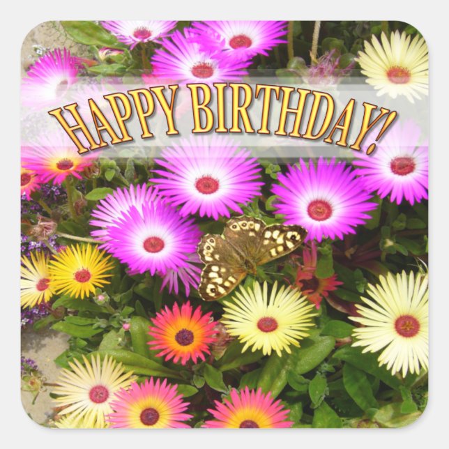 Livingstone Daisy Birthday Square Sticker (Front)