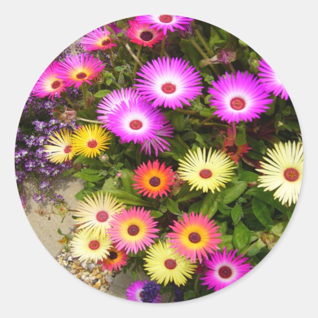 LIVINGSTONE DAISY ~ Stickers (Front)
