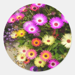 LIVINGSTONE DAISY ~ Stickers