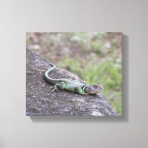 Lizard canvas print