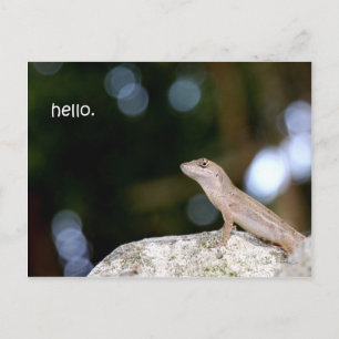 Lizard hello postcard