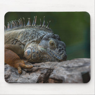 lizard, iguana, nature mouse mat