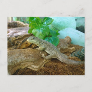 Lizard in a Terrarium Postcard