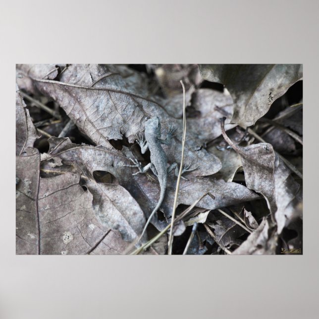 Lizard in the Leaves Monochrome Camouflage Poster (Front)