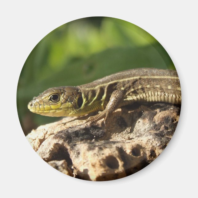 Lizard Magnet (Front)