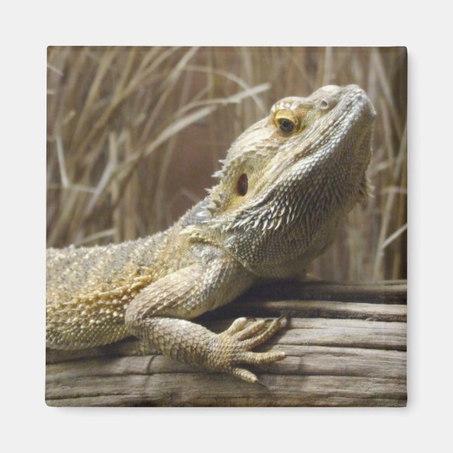 Lizard Magnet (Front)