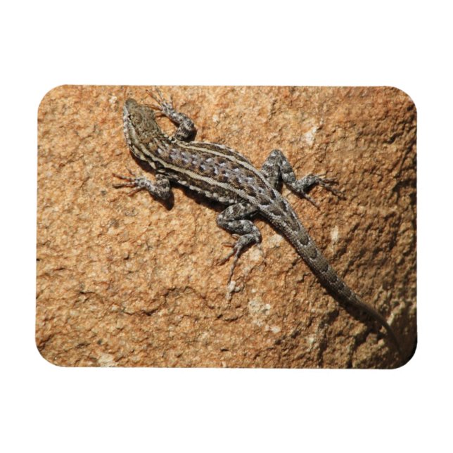 Lizard on rock magnet (Horizontal)