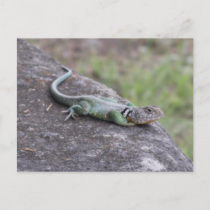 Lizard Postcard