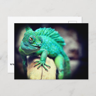 Lizard Postcard