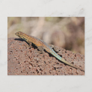 Lizard Postcard