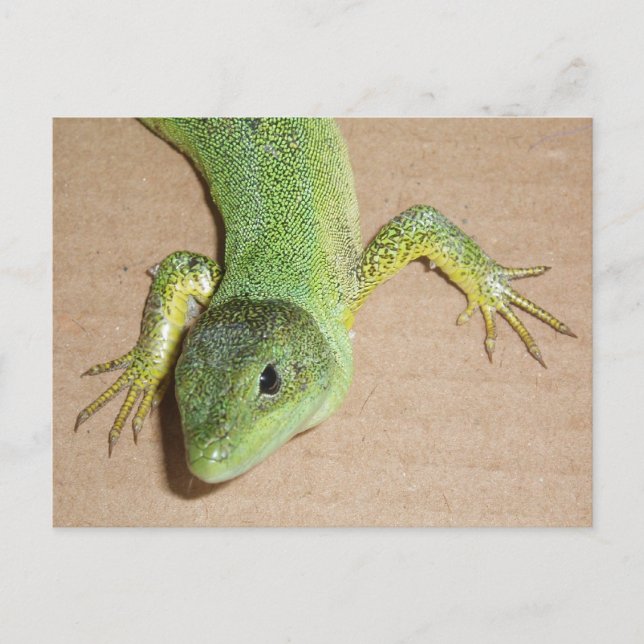 Lizard Postcard (Front)