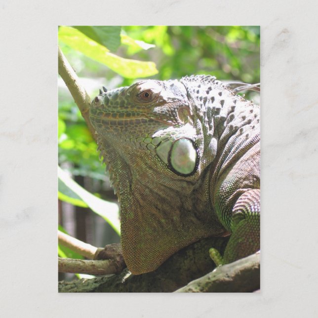 Lizard Postcard (Front)