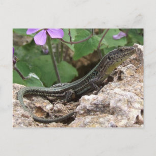 Lizard Postcard