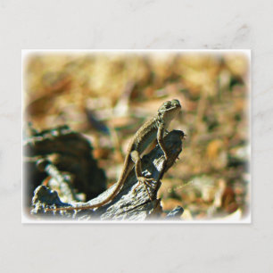 Lizard Postcard