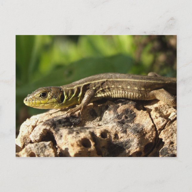 Lizard Postcard (Front)