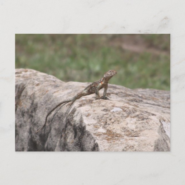 Lizard Postcard (Front)