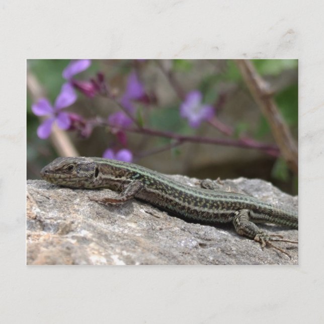 Lizard Postcard (Front)