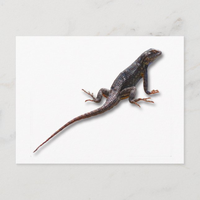 LIZARD POSTCARD (Front)