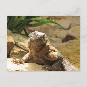 Lizard Postcrossing Postcard