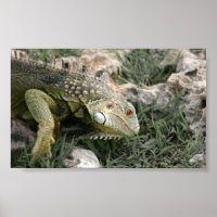Lizard