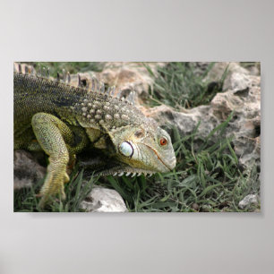 Lizard Poster