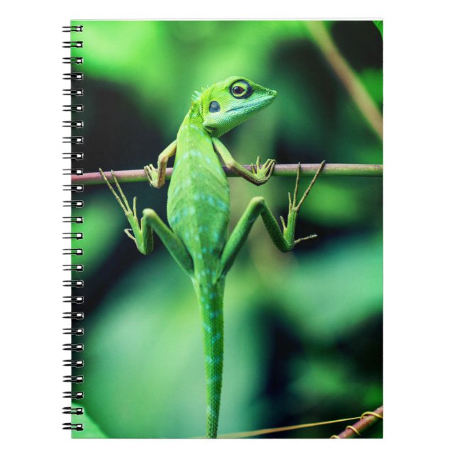 lizard, reptile, creature notebook (Front)