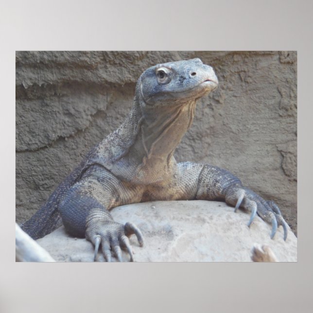 Lizard, Reptile, Kimono Dragon Nature Wall Poster (Front)