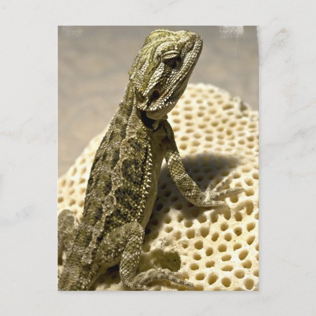 Lizard Species Postcard (Front)