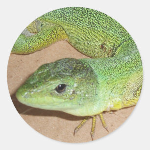 Lizard Sticker