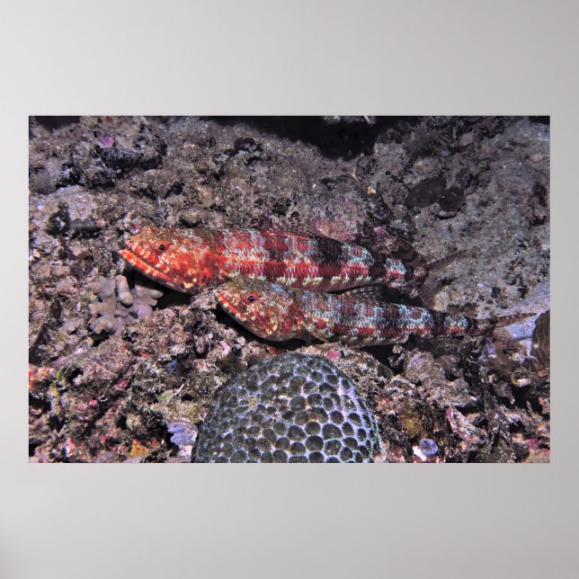 Lizardfish Pair II Poster (Front)