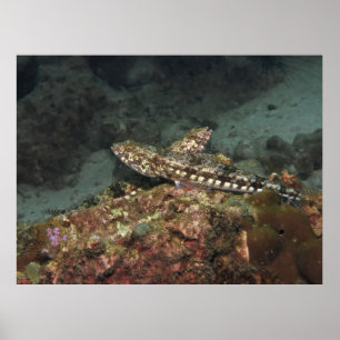 Lizardfish X Poster