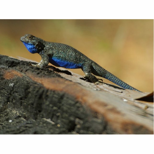 Lizards Blue Belly Scales Standing Photo Sculpture (Front)