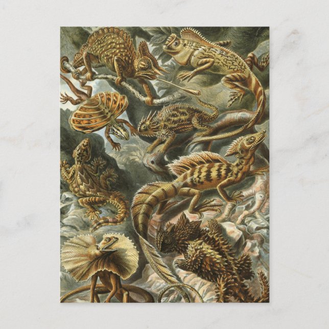 Lizards by Ernst Haeckel Vintage Lacertilia Animal Postcard (Front)