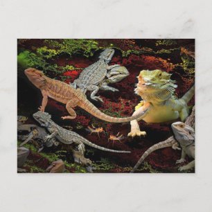 lizards galore postcard
