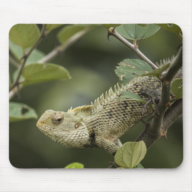 Lizards, lizards, animals in Oriental Garden Mouse Mat (Front)