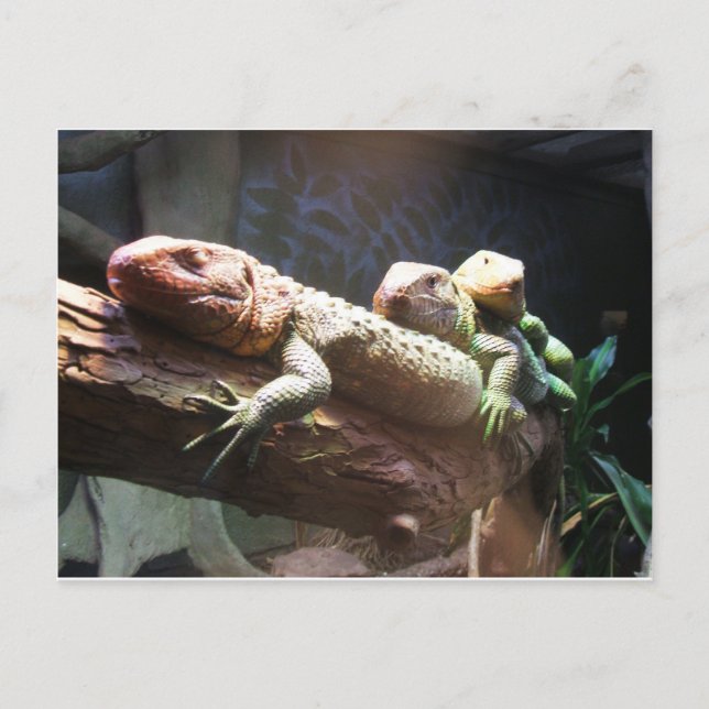 Lizards Lounging Postcard (Front)