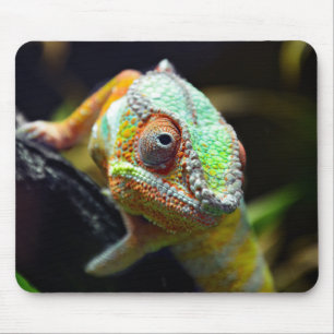 Lizards, reptiles mouse mat