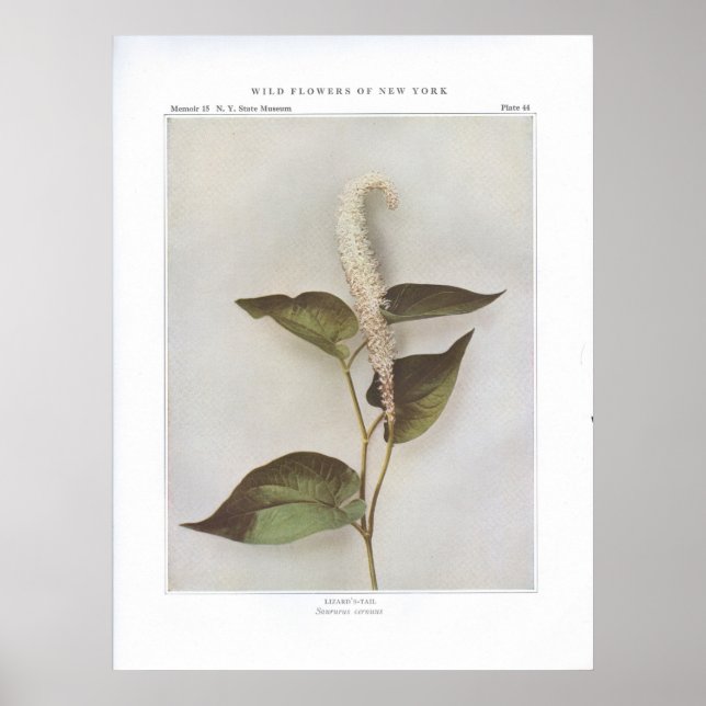 Lizard's-Tail - Saururus cernuus Poster (Front)