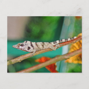 Lizzard Postcard