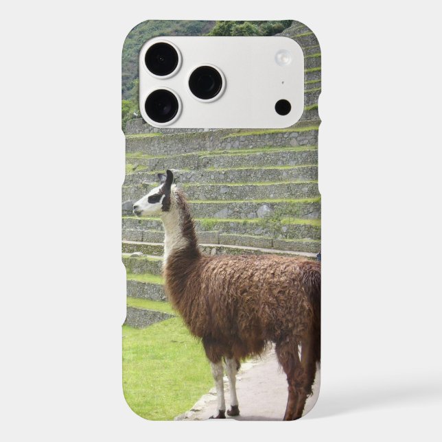 llama (Back)