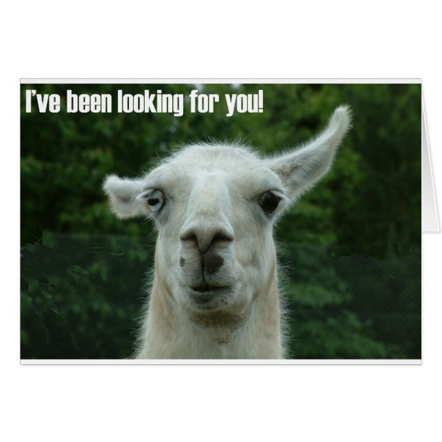 llama (Front Horizontal)