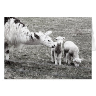 Llama and Lambs