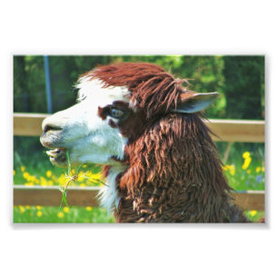 Llama Animal Photo